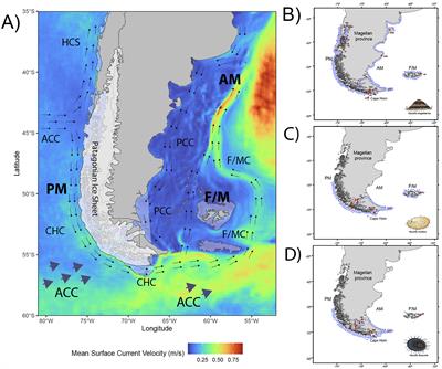 Genetic footprints of Quaternary glacial cycles over the patterns of population diversity and structure in three Nacella (Patellogastropoda: Nacellidae) species across the Magellan province in southern South America